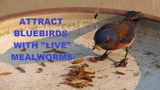 How to Attract Bluebirds Feeding LIVE Mealworms ~ Bluebirds Eating Mealworms ~ Nature Shared