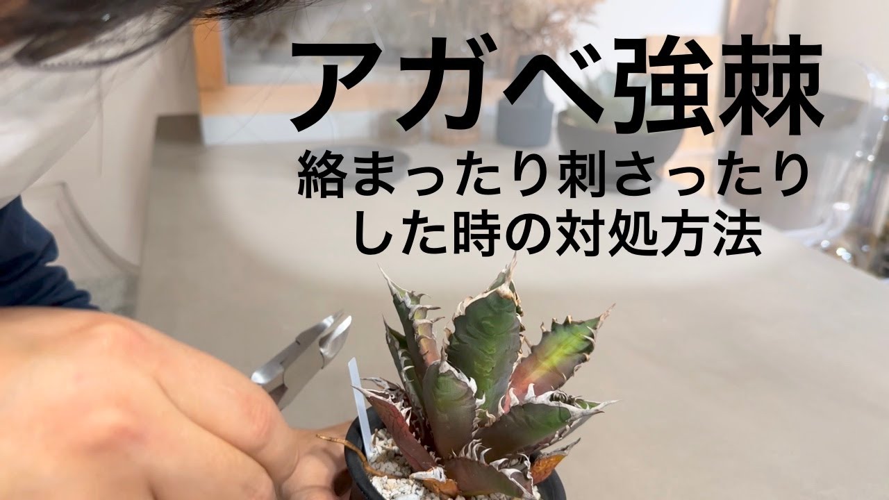 【tomo】アガベ　パラサナ　連棘 あっくん様 専用】アガベ パラサナ 連棘 - メルカリ