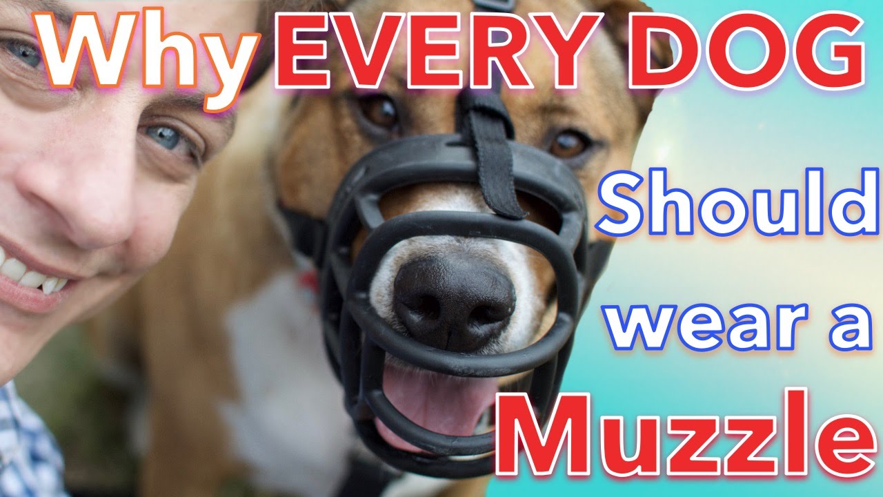 Can A Dog Wear A Muzzle Overnight?