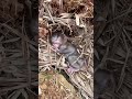 Mun the monkey insisted on sleeping on a layer of dry leaves. So cute!