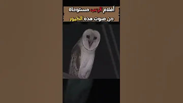 أصوات الطيور الأكثر رعبا 