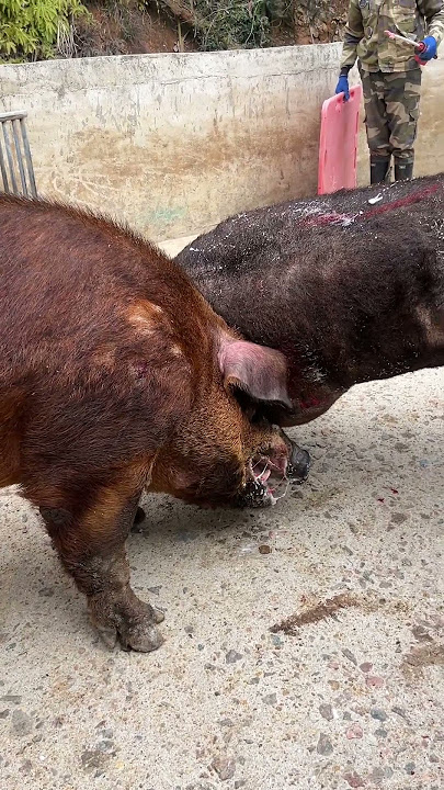 🐷 Breeding Time: Farmer Leads Two Giant Pigs onto Breeding Platform 🐖💞 💥