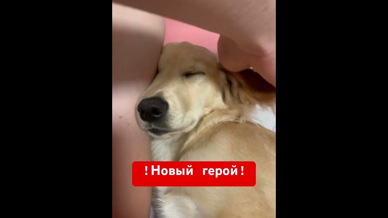 Знакомтесь Вафлик😻