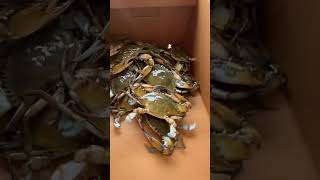 Beautiful Blue Crabs , Love To See It