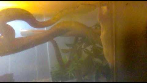 Papuan carpet python feeding :)