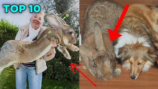 TOP 10 LARGEST RABBIT BREEDS IN THE WORLD!
