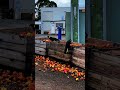 Wild Black Cockatoo Foraging #cute #pets #shorts