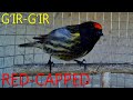 Gulsir Singing Seriniis Pusillus Пение Птицы Yurok Qushi Red Capped Signing G Ir G Ir Gulsir Singing Seriniis Pusillus Пение Птицы Yurok Qushi Red Capped Signing G Ir G Ir