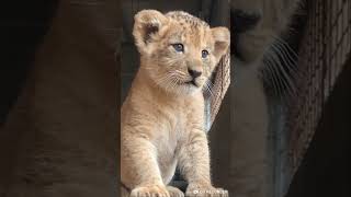 Baby Lion Cute Roaring And Walking