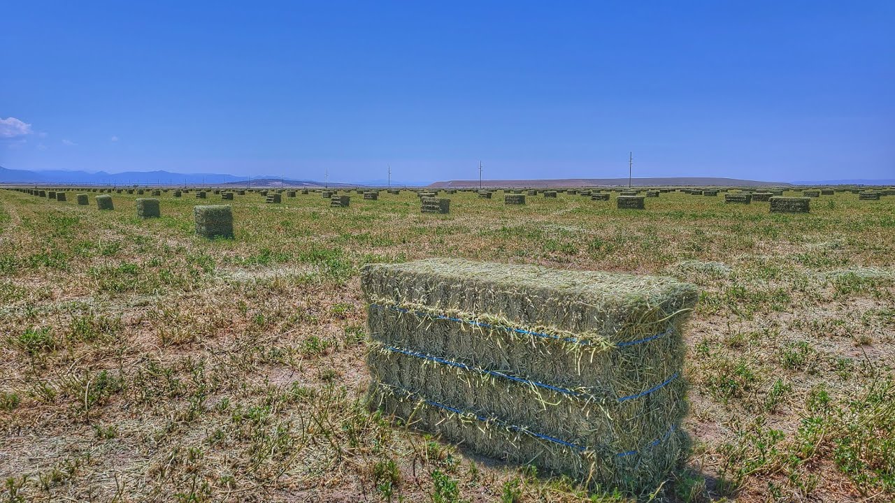 Mid-Summer Drought Outlook