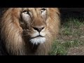 Lion Mane Characteristics and Development
