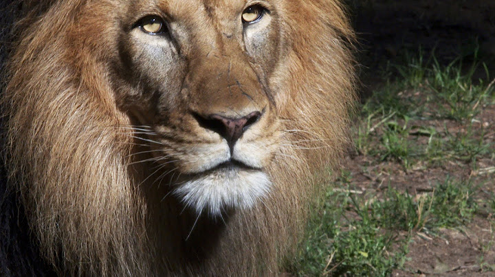 The Four-Year Journey to a Perfect Lion’s Mane