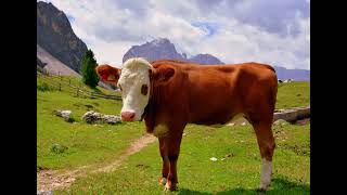 Free cow sounds, free sound effects  8