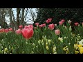 Dallas blooms at the dallas arboretum