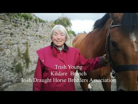 Video: Irish Draft Horse Breeze Hypoallergenic, Health And Life Span