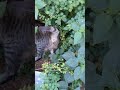 Смешные котики мяукают МЯУ 😸 Funny cats meowing MEOW Lustige katzen Gatos graciosos engraçados 面白い猫
