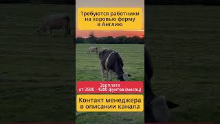 Трудоустройство в Великобритании — реальная вакансия на ферме