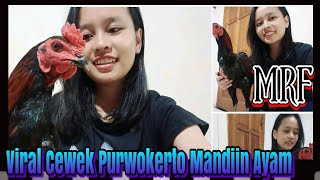 Virall.. Cara Memandikan Ayam ala Cewek Purwokerto Jateng, Dia Pandai Memandikan Ayam