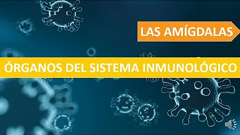 ¿Qué hacen las amígdalas en el sistema inmunologico?