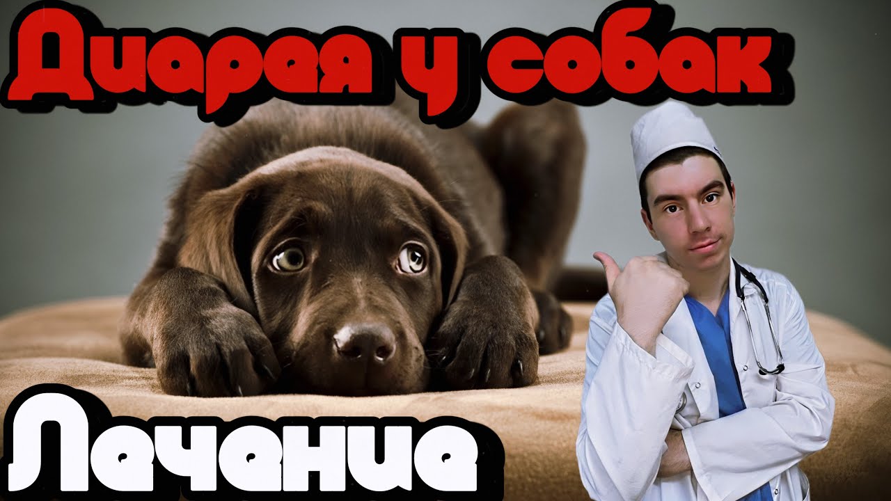 Диарея у собак. Лечение дома