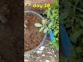 Amazing Parsley Time-lapse & Harvest! 🌿 | Oasis of Plant Stories