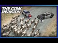 GTA 5 Roleplay | COWS INVADE THE CITY