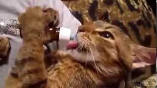 Кошка кайфует от валерьянки Кошка кайфует от валерьянки
