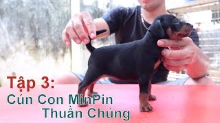 T3: Gặp Gỡ & Xem Đàn Chó MinPin Thuần Chủng/ Miniature Pinscher/ NhamTuatTV - Dog in Vietnam