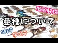 亜種ってなに？ 学名やsspについて徹底解説してみた【クワガタ飼育】