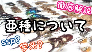 亜種ってなに？ 学名やsspについて徹底解説してみた【クワガタ飼育】