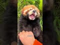 Red panda hotel 🏨🥰❤️#animals #cuteanimals #cute #funny #shorts