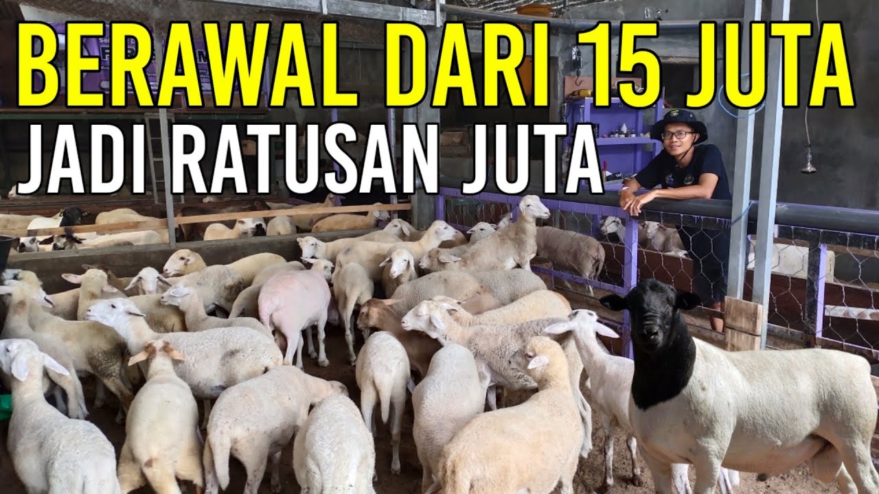 berawal-dari-15-juta-jadi-ratusan-juta-berkah-pandemi-jadi-begini