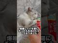 爆睡している猫にチュールをあげたらこうなりました アズくん #shorts #kawaii #かわいい #cute #cat