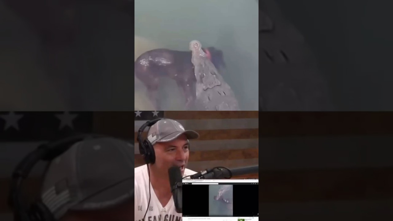 Joe Rogan's Jaw-Dropping Reaction to Crocodile Devouring Dog! 🐶