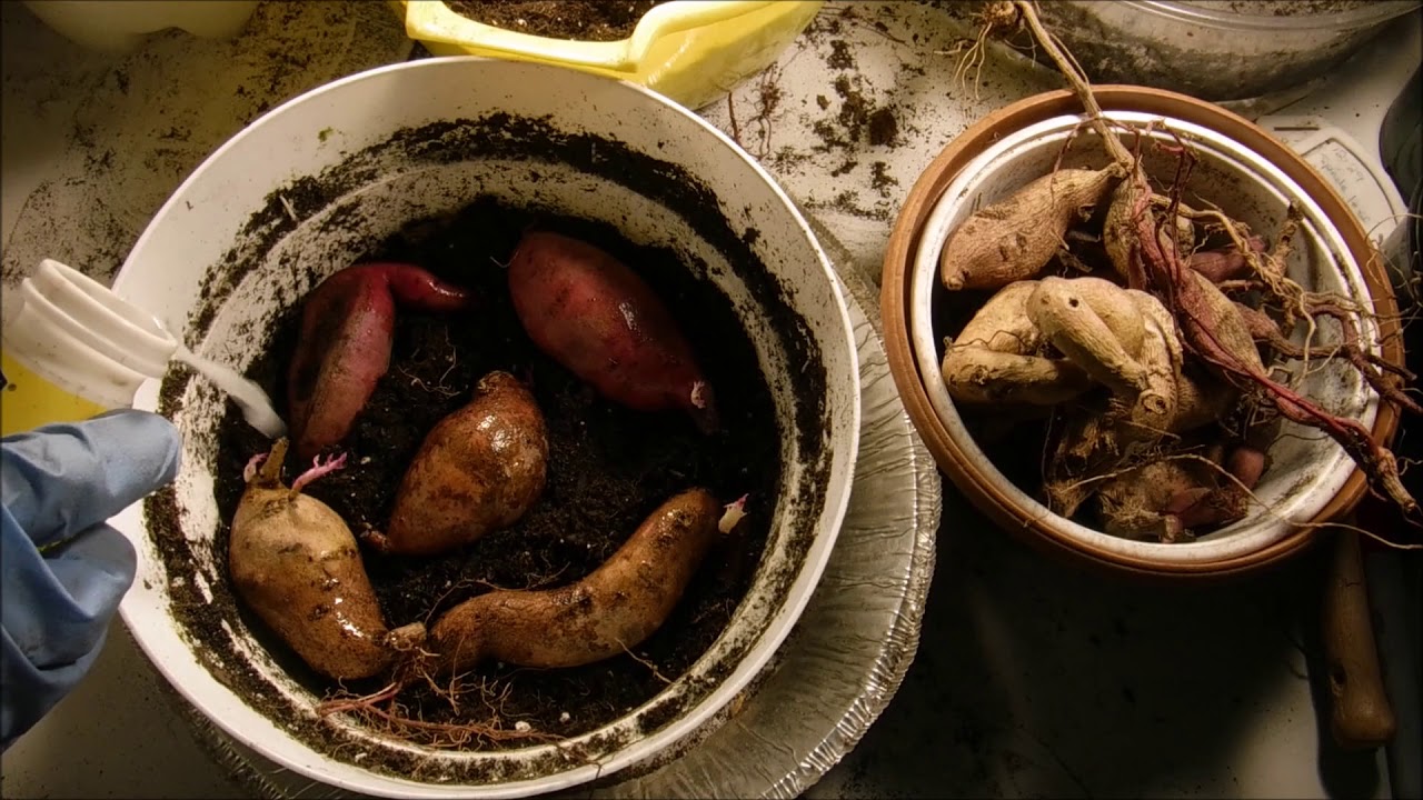 how to start ornamental sweet potatoes tubers, how to grow ornamental