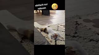 #dreamerday5 #cat #relaxen # # #Shorts #dreamerday5