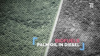 Palm oil, biofuels and deforestation: are they linked