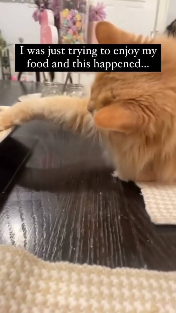 Kittyo like let me make sure this is okay for my hooman