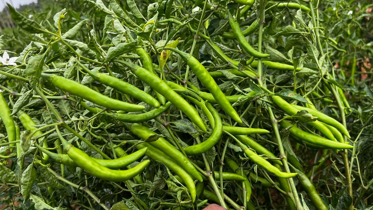 Bangaram Chilli 9 Months Plant || 5 feet Height || Customer Field ...