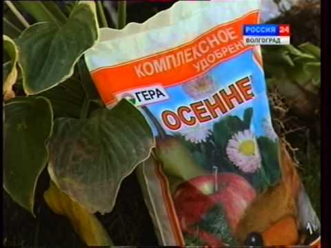 фото растение эхинацея