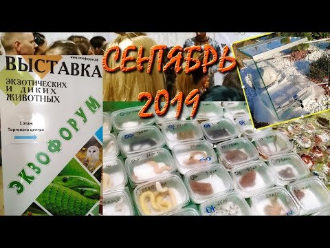 призыва нет Выставка рептилий и других экзотических животных: Первый Экзофорум - сентябрь 2019. Обзор