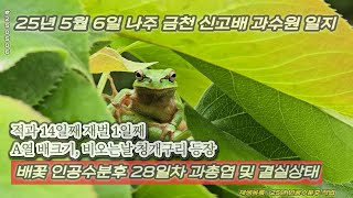 배꽃 인공수분후 28일차 과총엽 및 결실상태 - 25년 5월 6일 나주 금천 신고배 과수원 일지 p250506
