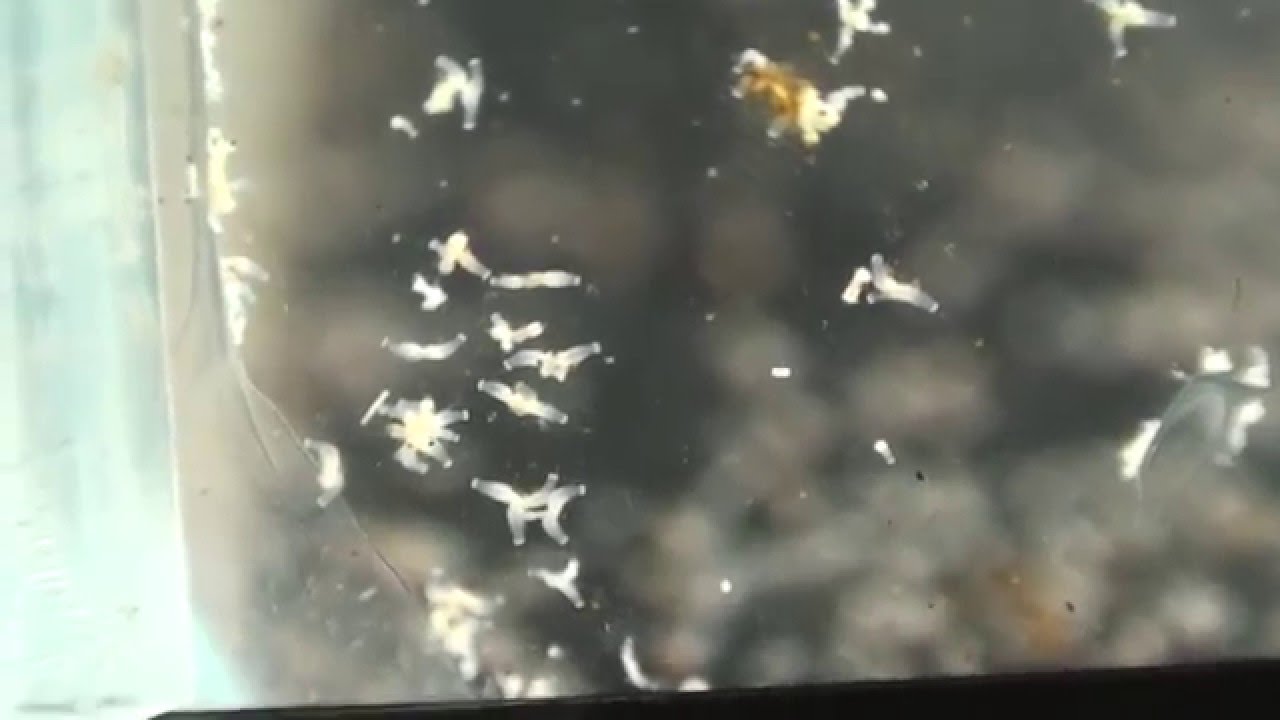 マミズクラゲ飼育 Youtube