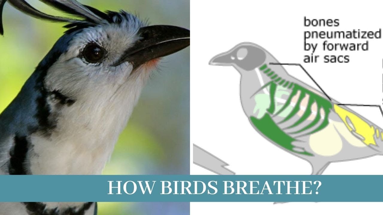 How to bird. Bird breathing. How does Bird see White. How does Bird see the World. How Birds use Thermal.