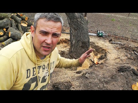 Βίντεο: How to.remove κούτσουρο δέντρου;
