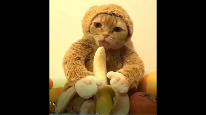 Watch the video about 😻 Awesome Funny And Cute Puppies And Kitten! 🐶 Intelligent Dogs and weird cats 😹❤ FUNNY CATS ❤