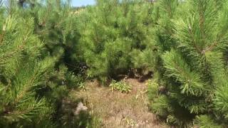 видео Сосна черная (pinus nigra) - каталог крупномеров big-tree.ru