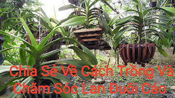 Cách Trồng Và Chăm Sóc Lan Giáng Hương Đuôi Cáo Nhanh Hồi phục