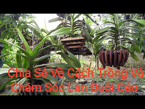 Cách Trồng Và Chăm Sóc Lan Giáng Hương Đuôi Cáo Nhanh Hồi phục | Foci