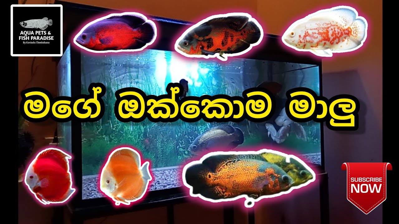 මගේ ඔක්කොම මාලු සහ ටැංකි || All my fish and tanks - YouTube